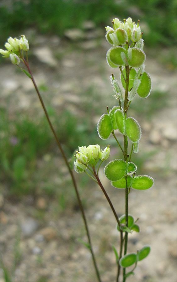 Image of Biscutella didyma specimen.