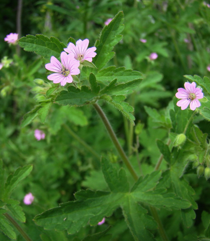 Image of Geranium divaricatum specimen.