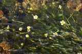 Ranunculus trichophyllus. Цветущие растения. Приморье, окр. пос. Терней. 14.08.2012.