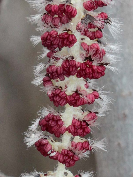 Image of Populus tremula specimen.