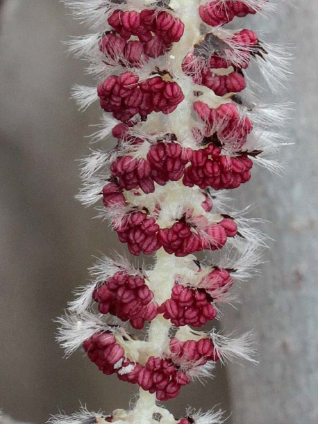 Изображение особи Populus tremula.