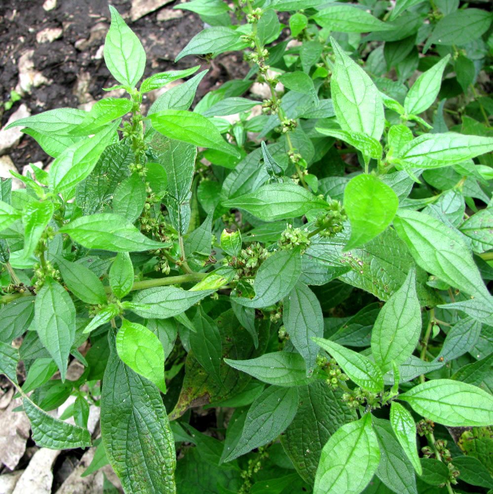 Изображение особи Parietaria officinalis.