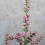 Image of taxon representative. Author is Наталья Милованова