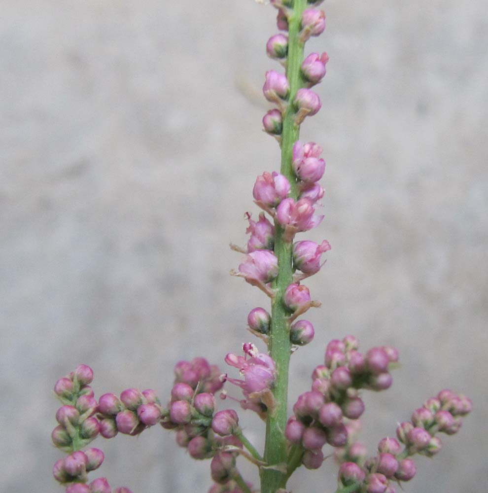 Image of Tamarix ramosissima specimen.