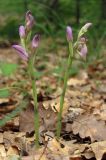 Limodorum abortivum var. viride