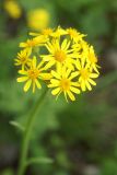 Image of taxon representative. Author is Вера Волкотруб