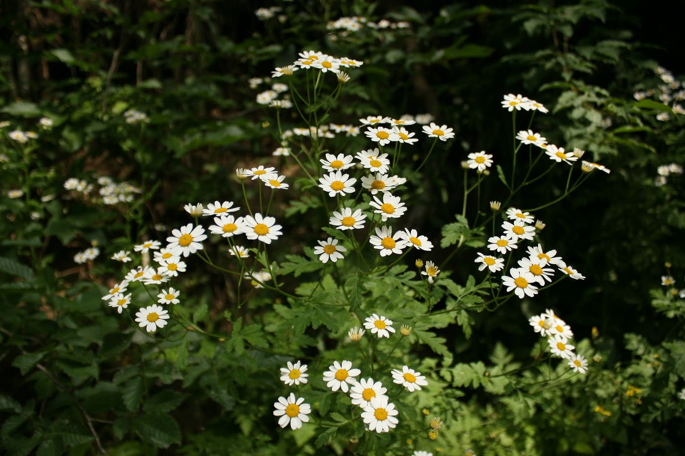 Изображение особи Pyrethrum parthenifolium.