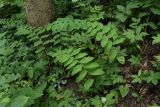 Polygonatum multiflorum. Плодоносящие растения в широколиственном лесу. Санкт-Петербург, Дудергофскин высоты, широколиственный лес. Конец июля.