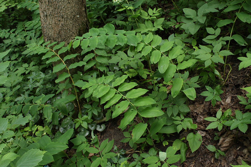 Изображение особи Polygonatum multiflorum.