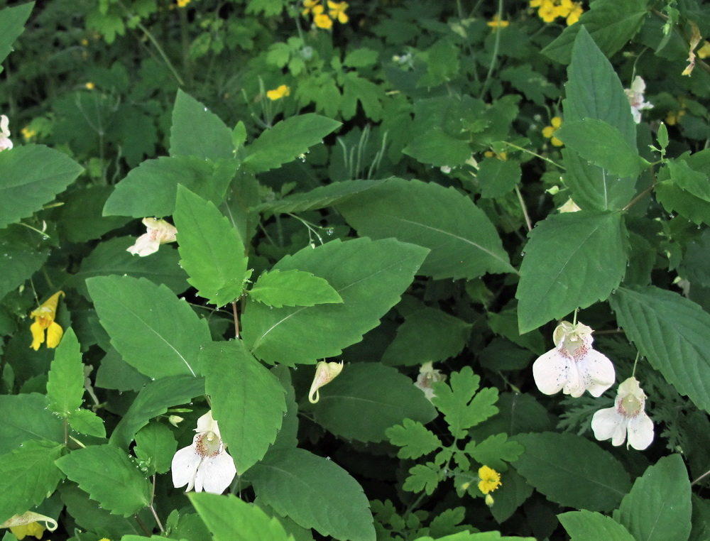 Image of genus Impatiens specimen.