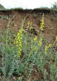 Linaria grandiflora