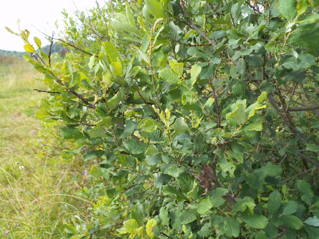 Image of Salix aurita specimen.