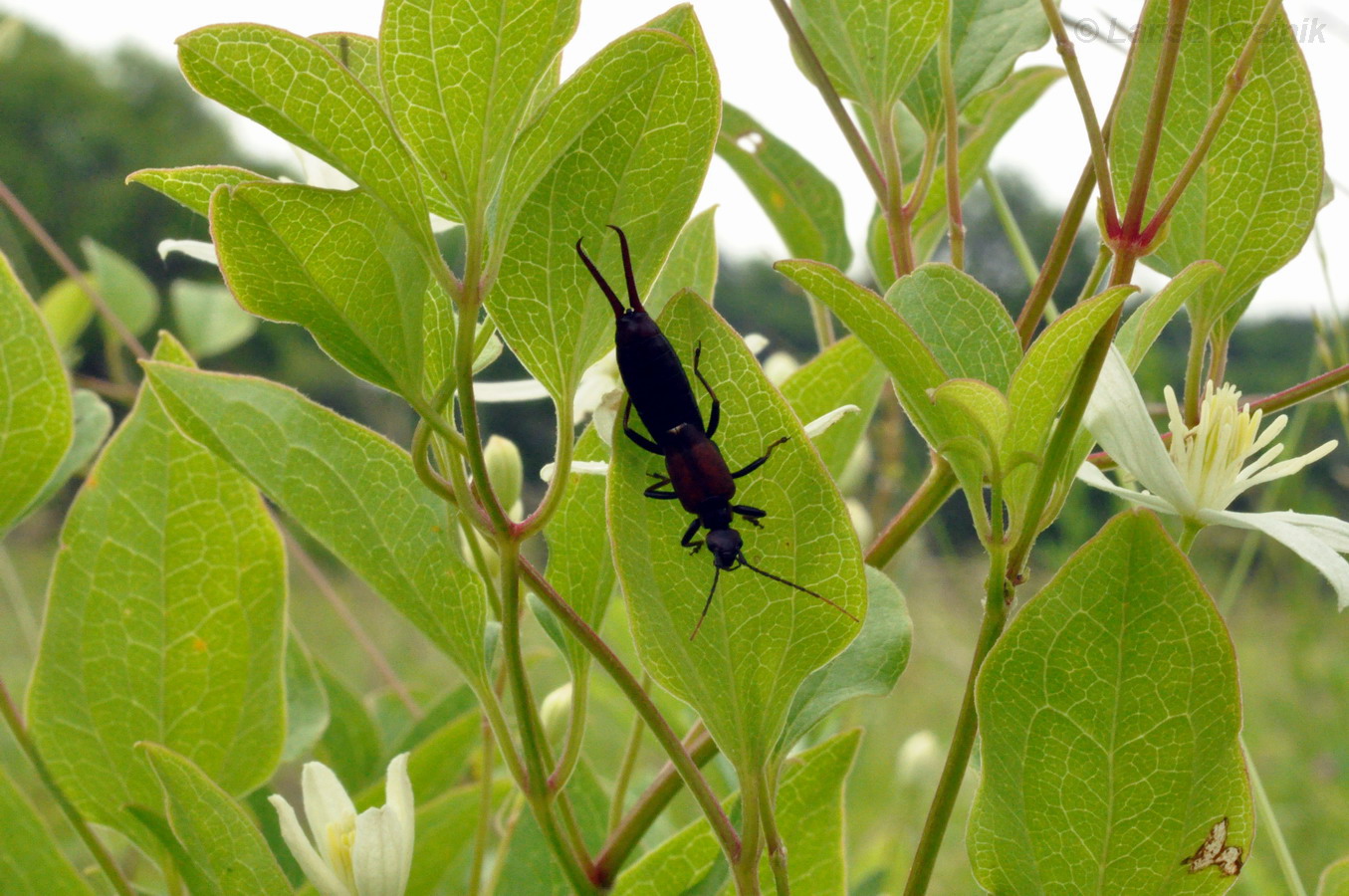 Image of Clematis mandshurica specimen.