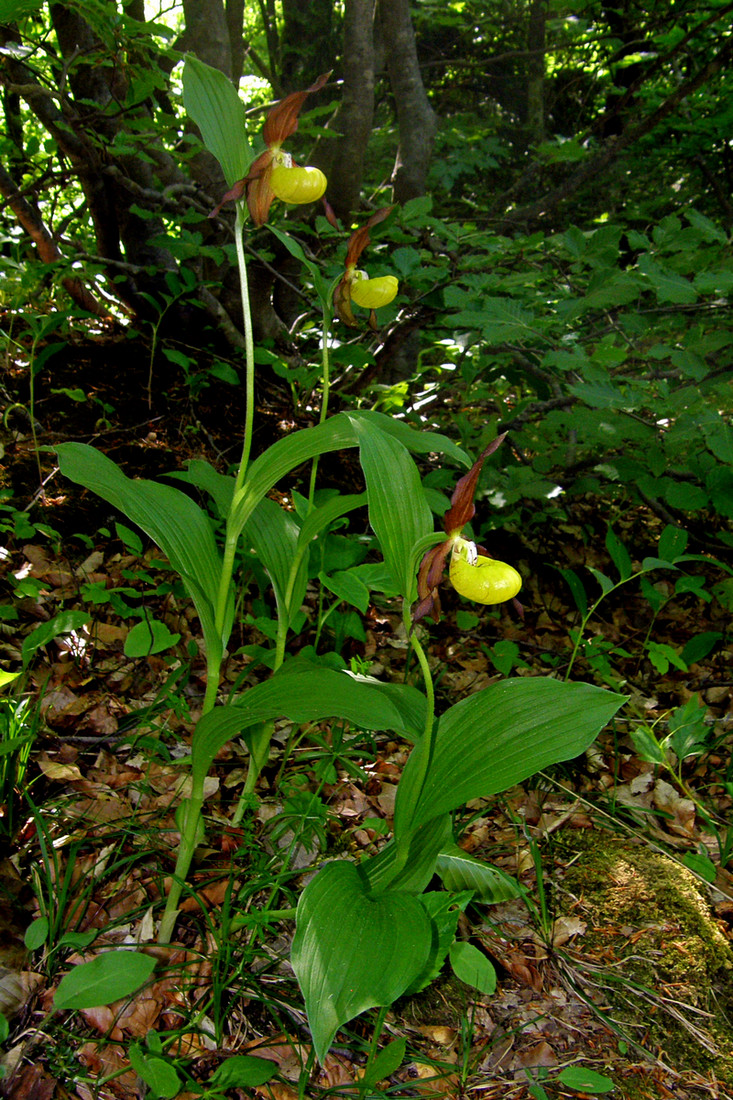 Изображение особи Cypripedium calceolus.