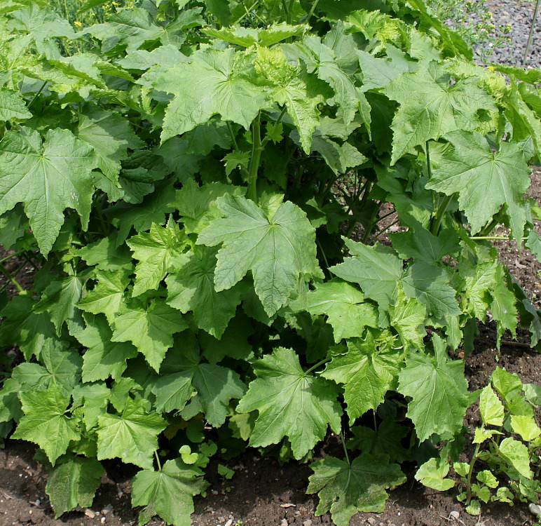 Image of Kitaibelia vitifolia specimen.