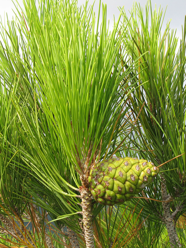 Изображение особи Pinus pityusa.
