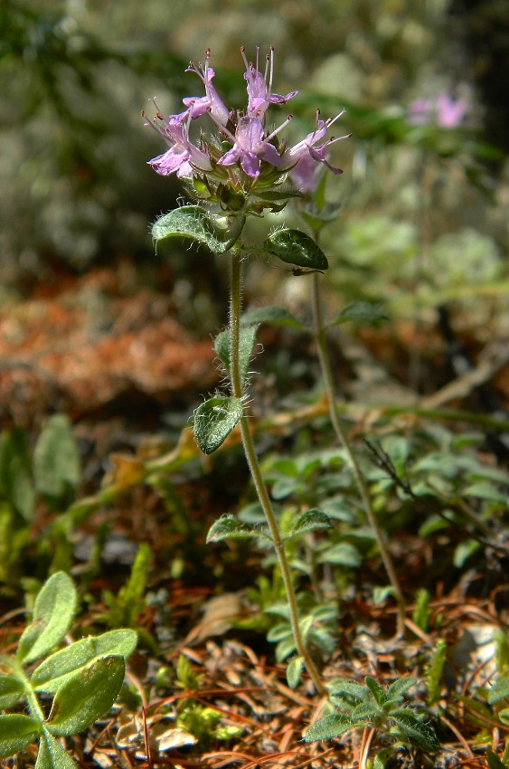 Изображение особи род Thymus.