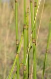 Equisetum &times; moorei