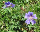 Geranium gymnocaulon