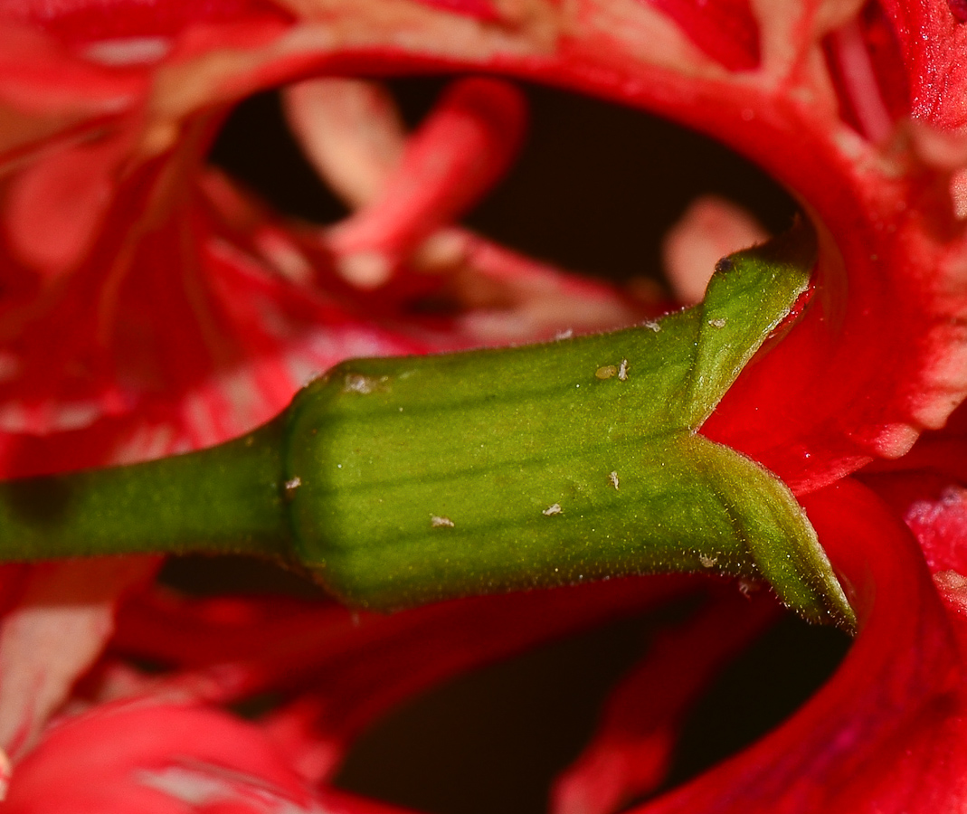 Image of Hibiscus schizopetalus specimen.