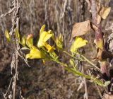 Linaria genistifolia. Часть соцветия. Украина, г. Запорожье, край балки возле с. Малышевка. 09.10.2013.