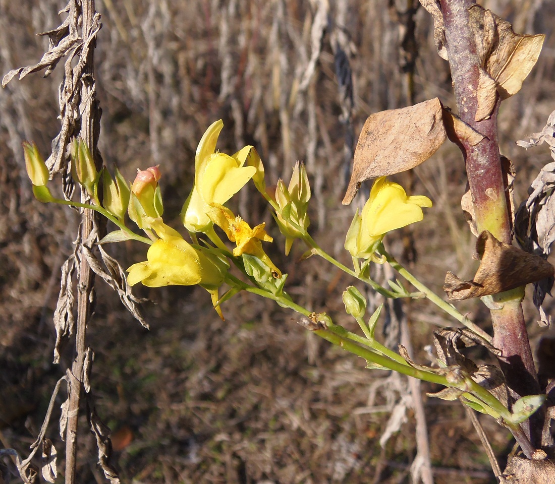 Image of Linaria genistifolia specimen.