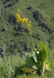 Ligularia heterophylla