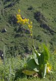 Ligularia heterophylla. Цветущее растение. Казахстан, Заилийский Алатау, Медео, на плотине. 30.06.2013.