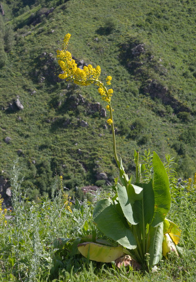 Изображение особи Ligularia heterophylla.