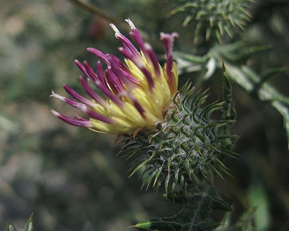 Image of Cousinia armena specimen.