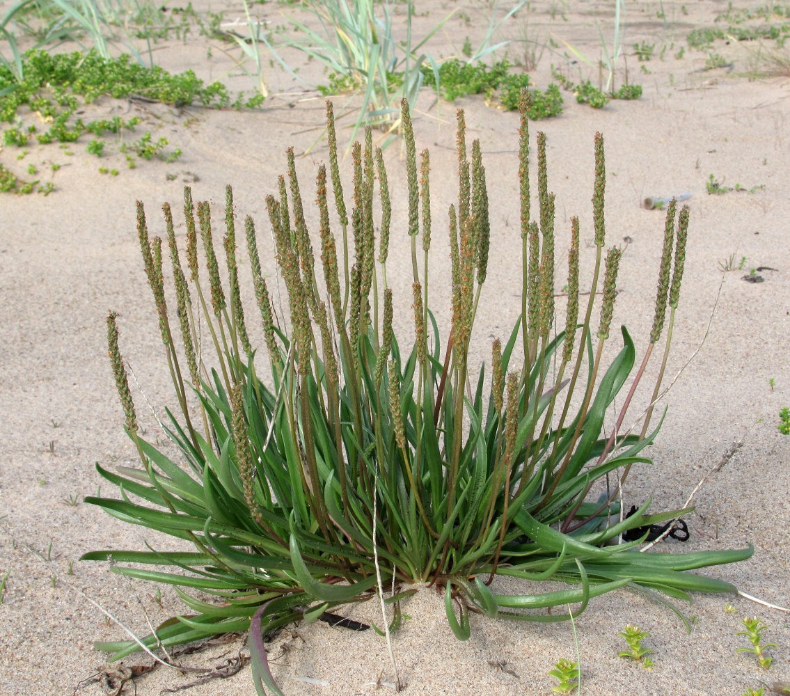 Изображение особи Plantago maritima.