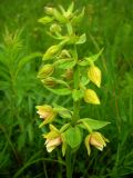 Epipactis thunbergii