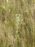 Carlina vulgaris