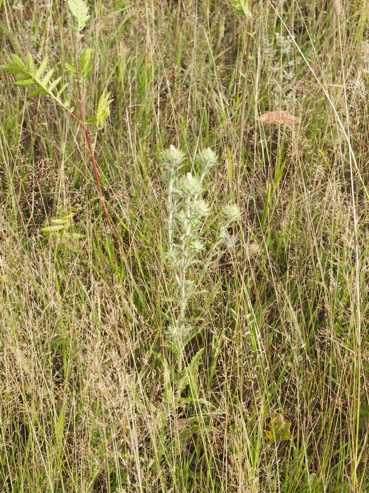 Image of Carlina vulgaris specimen.