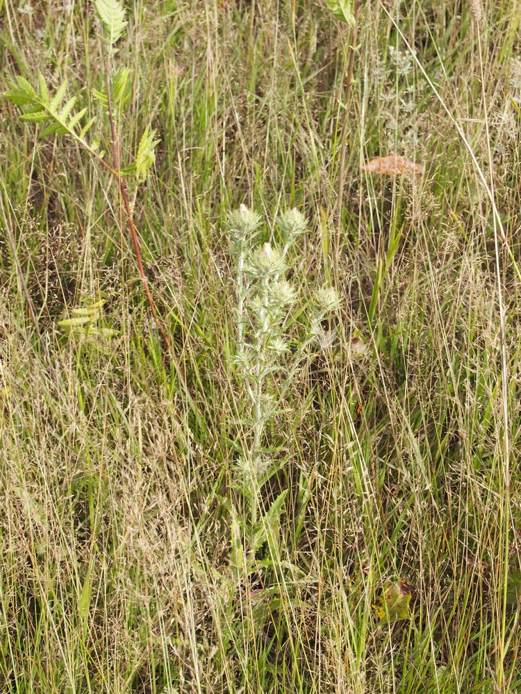 Изображение особи Carlina vulgaris.