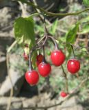 Solanum kitagawae