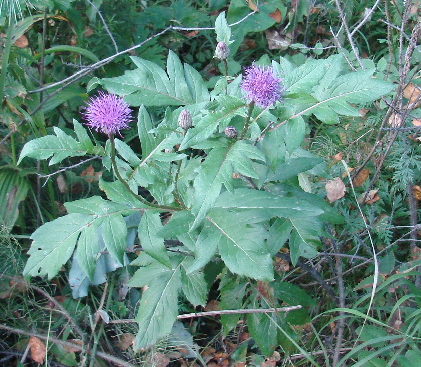 Изображение особи Serratula coronata.