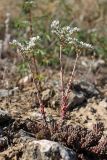 Sedum alberti