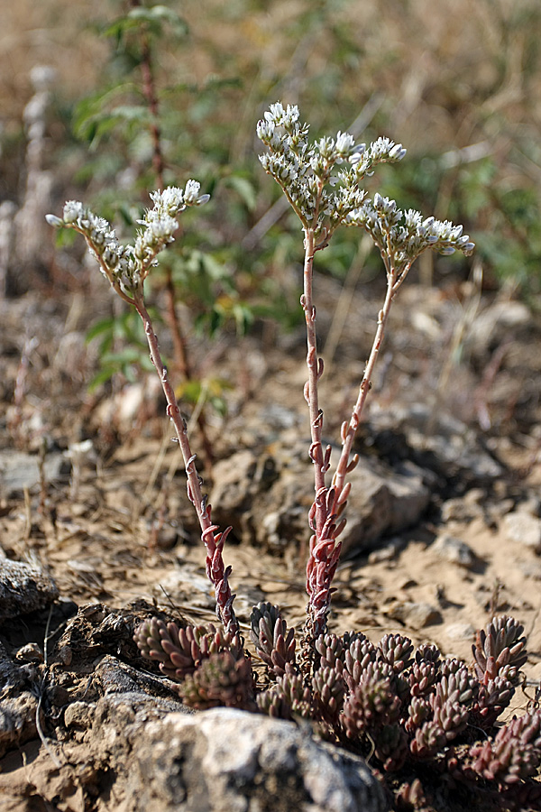 Image of Sedum alberti specimen.