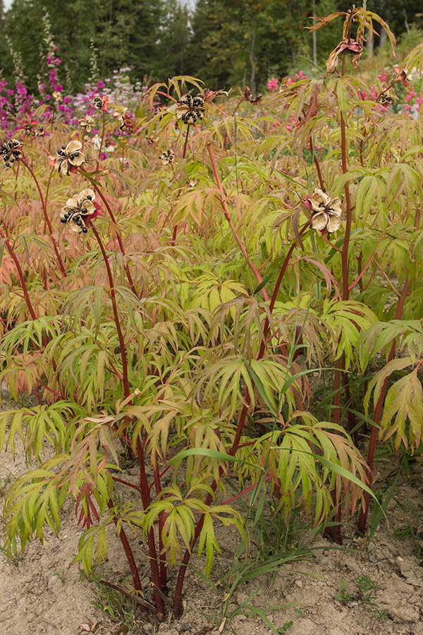 Image of Paeonia anomala specimen.
