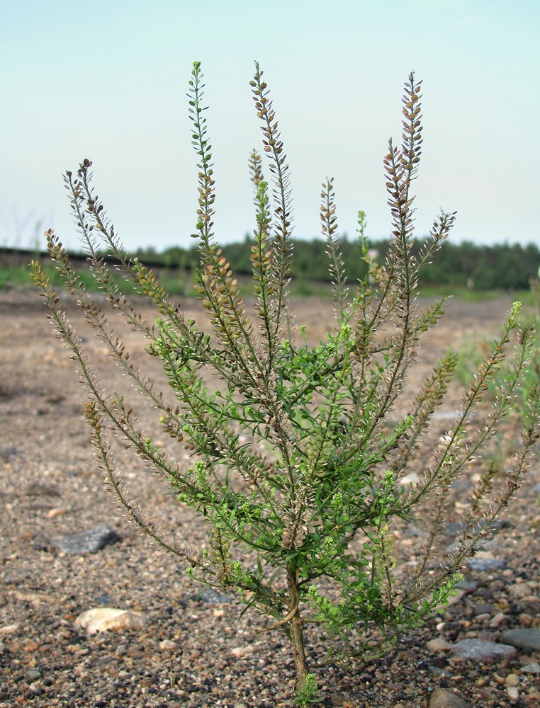 Изображение особи Lepidium ruderale.