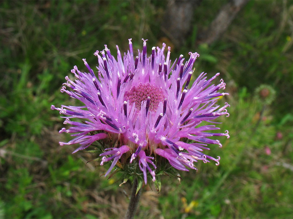 Image of Jurinea calcarea specimen.