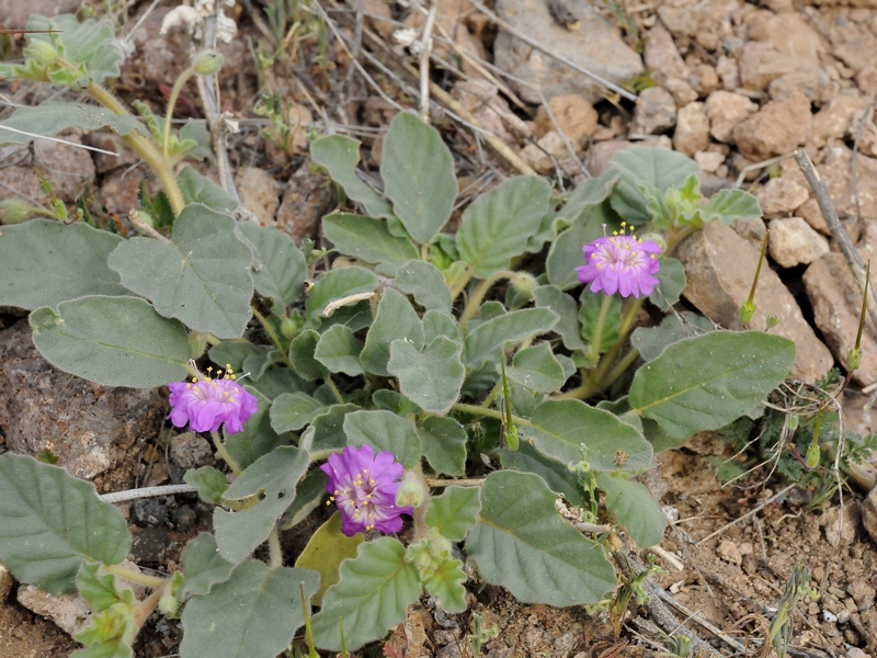 Изображение особи Allionia incarnata.