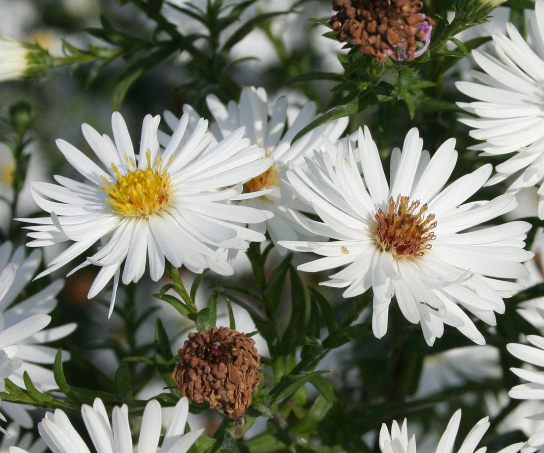 Изображение особи Symphyotrichum &times; versicolor.