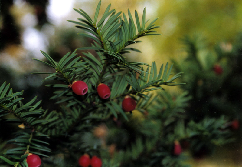 Изображение особи Taxus baccata.