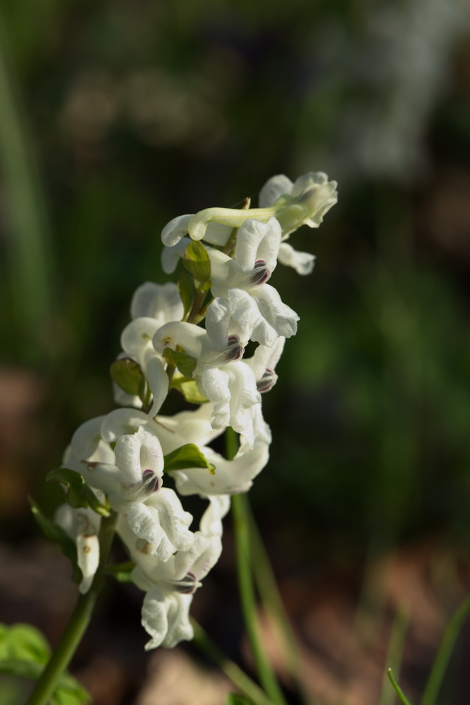 Image of Corydalis cava specimen.