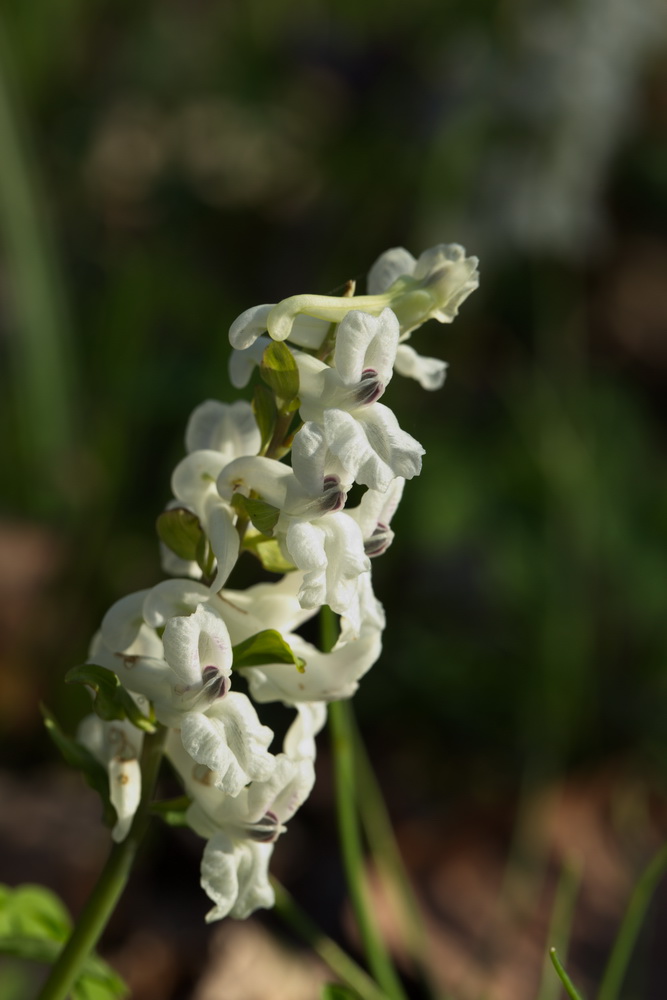 Изображение особи Corydalis cava.