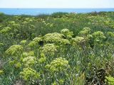 Crithmum maritimum