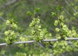 Ulmus pumila. Часть ветви с плодами. Восточный Казахстан, г. Усть-Каменогорск, правый берег р. Иртыш. 06.05.2012.