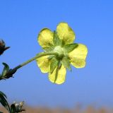 Potentilla argentea. Цветок (нижняя сторона). Ростовская обл., дельта Дона, Азовский р-н, окр. с. Рогожкино, песчаный луг. 09.10.2013.